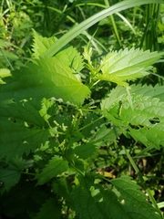 Urtica kioviensis