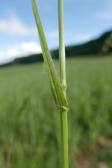 Bromus secalinus
