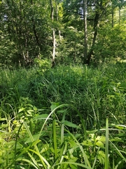 Urtica kioviensis