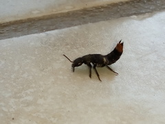Platydracus incognitus