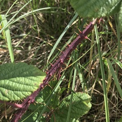 Rubus tuberculatus