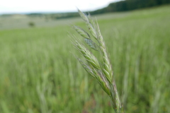 Bromus commutatus
