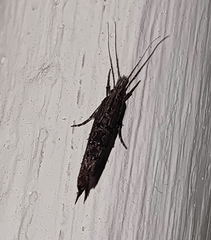 Ypsolopha horridella