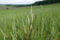 Bromus commutatus