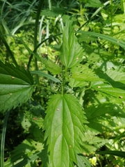 Urtica kioviensis