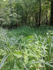 Urtica kioviensis