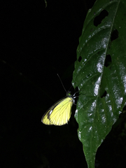 Leptophobia caesia