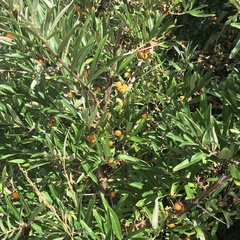 Hippophae rhamnoides