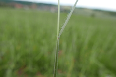 Bromus arvensis