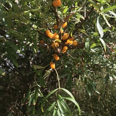 Hippophae rhamnoides