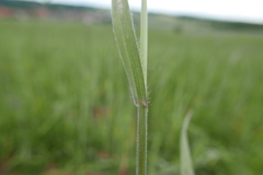 Bromus arvensis