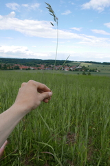 Bromus arvensis