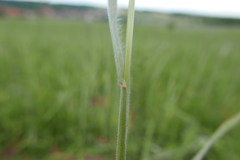 Bromus arvensis