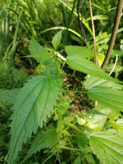 Urtica kioviensis