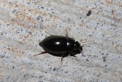 Sternolophus rufipes