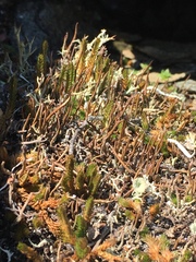 Selaginella sibirica
