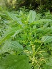 Urtica kioviensis