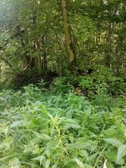 Urtica kioviensis