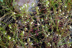 Euphrasia wettsteinii