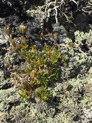 Cherleria arctica