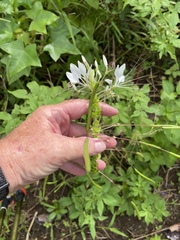 Cleome spinosa