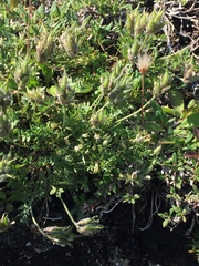 Oxytropis maydelliana