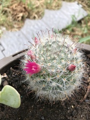 Mammillaria zeilmanniana