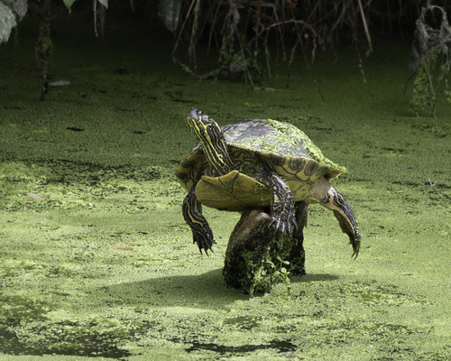 Texas Cooter, Bexar County, TX, USA, photo 7 of 10
