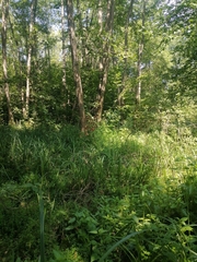 Urtica kioviensis