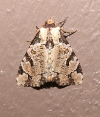 Stibaera thyatiroides