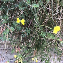 Lotus corniculatus