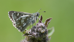 Muschampia tessellum