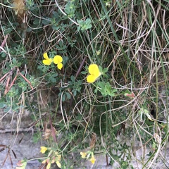 Lotus corniculatus