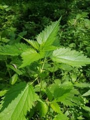 Urtica kioviensis