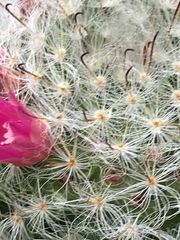 Mammillaria zeilmanniana