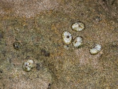 Siphonaria normalis