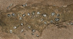 Siphonaria normalis