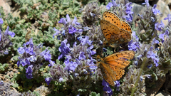 Boloria erubescens