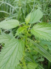 Urtica kioviensis