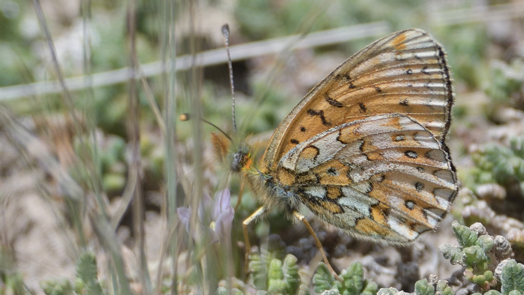 Whitespot Fritillary
