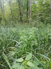 Urtica kioviensis