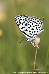 Tarucus sybaris linearis