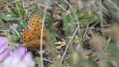 Boloria erubescens