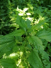Urtica kioviensis