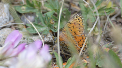 Boloria erubescens