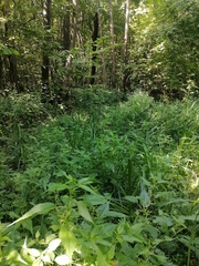 Urtica kioviensis