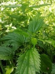 Urtica kioviensis