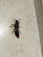 Platydracus incognitus