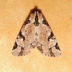 Stibaera thyatiroides