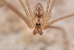 Holocnemus hispanicus